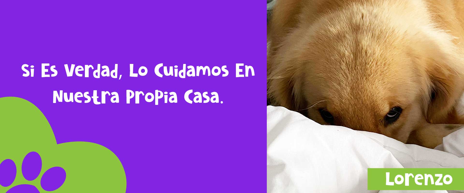 Colegio Canino Pets Club