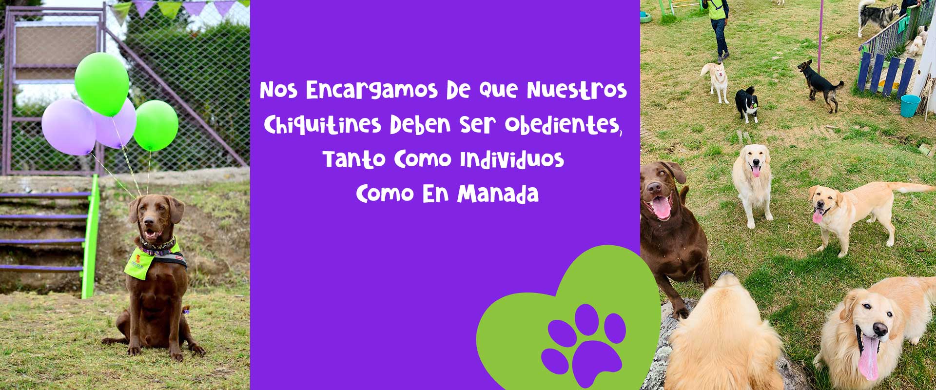 Colegio Canino Pets Club