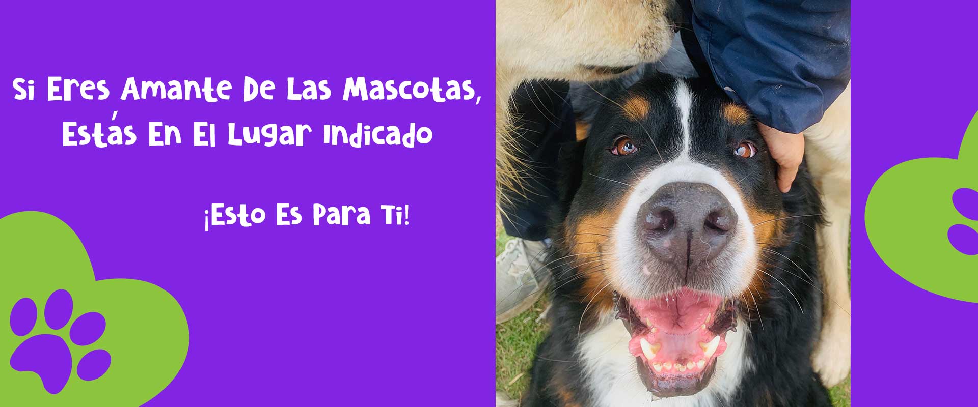 Colegio Canino Pets Club