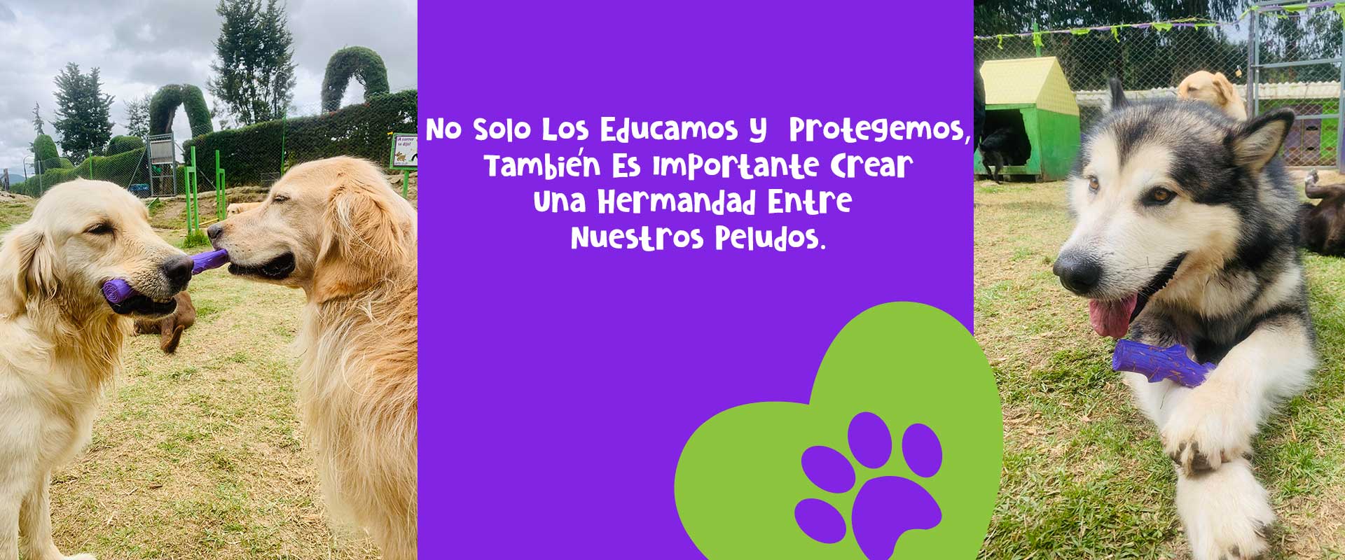 Colegio Canino Pets Club